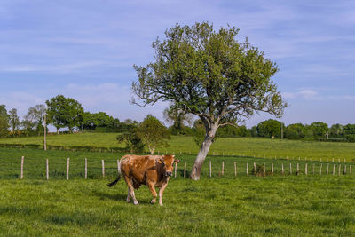 Cow grazing on field against sky