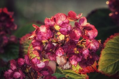 Close-up of pink flowering plant