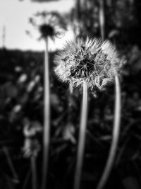 Close-up of wilted dandelion flower on field