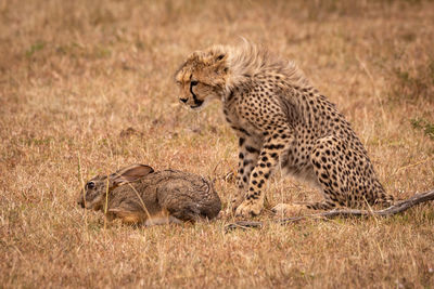 Cheetah and rabbit on field in forest