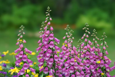 Close-up of purple flowering plants on field