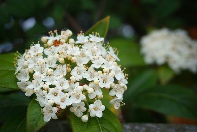 Close-up of white flowering plant