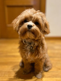 Close-up portrait of dog