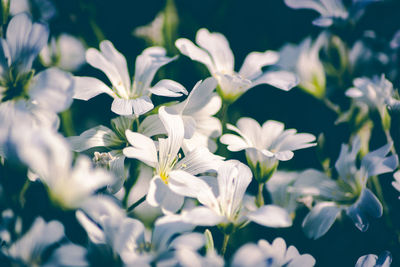 Close-up of white flowering plant