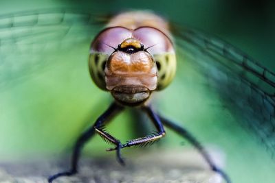 Detail shot of an insect