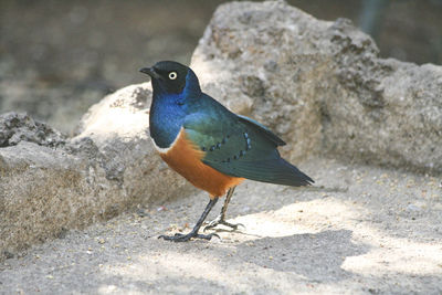 Close-up of bird perching on rock