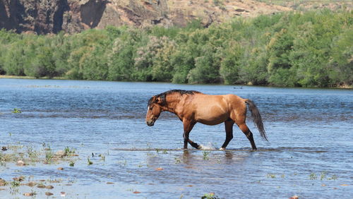 Side view of horse drinking water in lake