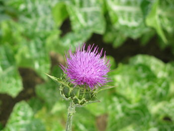 Close-up of purple thistle flower blooming on field