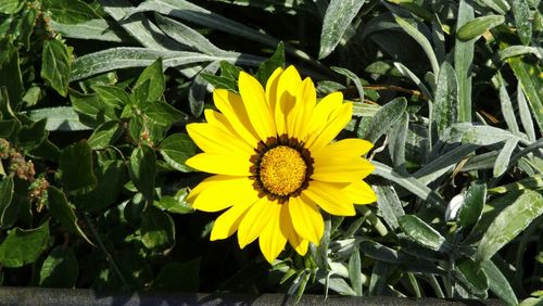 Close-up of yellow daisy flower