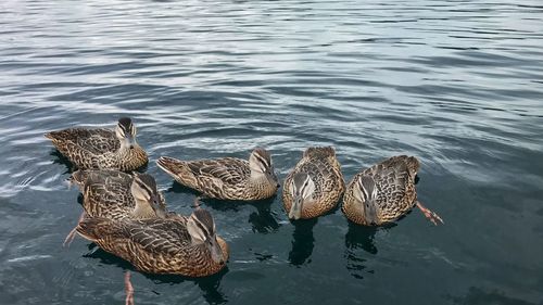 High angle view of birds swimming in lake