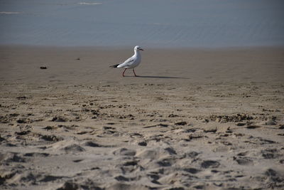 Seagulls on beach