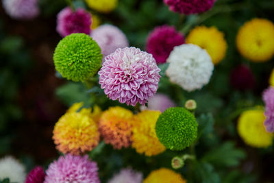 Multicolored chrysanthemum or pom pom flower blossom in the garden