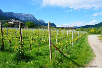 Scenic view of vineyard against sky