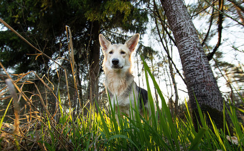 Portrait of dog on grass