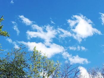 Low angle view of trees against blue sky