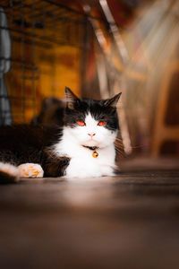 Close-up of a cat resting on table