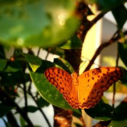 Close-up of butterfly on leaf