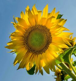 Low angle view of sunflower