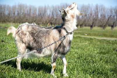 Full length of a dog on field