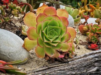 Close-up of succulent plant