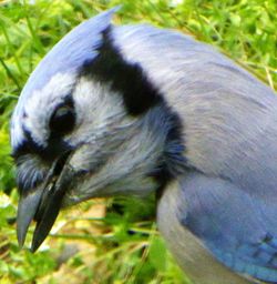 Close-up of insect