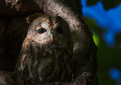 Close-up portrait of owl