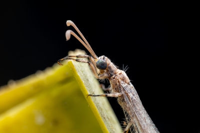 Close-up of insect over black background