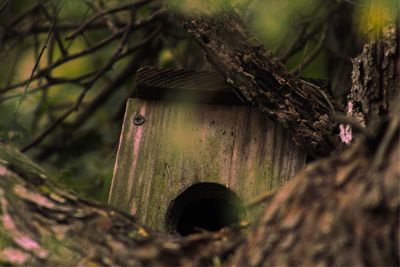 Close-up of birdhouse on tree trunk