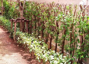 Plants growing outdoors