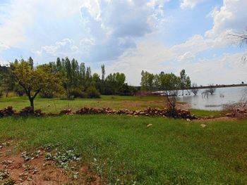 Scenic view of grassy field against sky