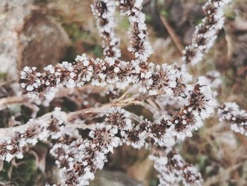 Close-up of frozen plant during winter