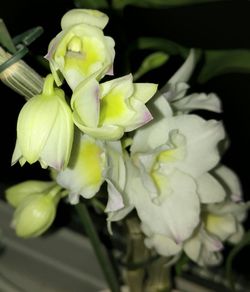 Close-up of flowers blooming outdoors