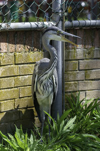 View of bird perching on wall