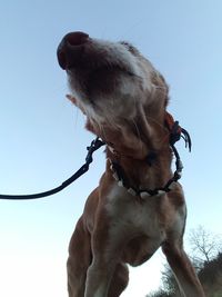 Close-up of dog against sky