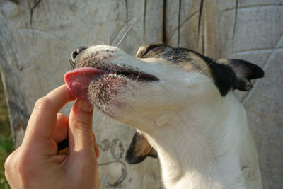 Close-up of a dog