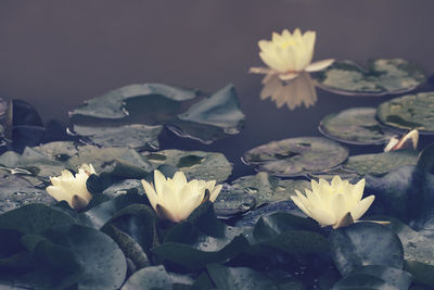 Close-up of water lily in pond
