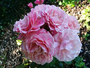 Close-up of pink rose