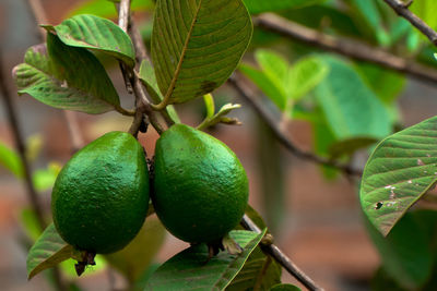 Close-up of guavas on tree