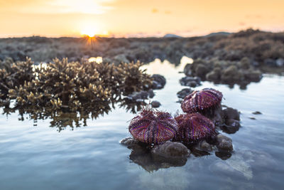 Close-up of plant in sea during sunset