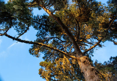 Low angle view of trees against clear blue sky