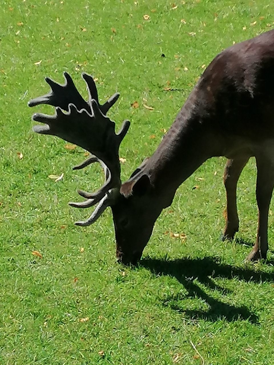 DEER IN A FIELD