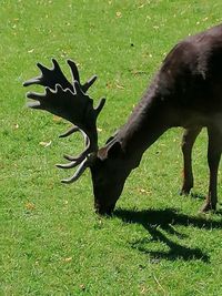 Deer grazing in a field