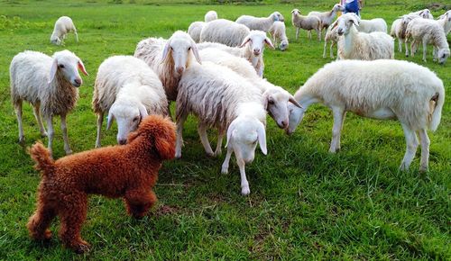 Sheep on field