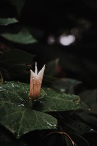 High angle view of leaves on plant