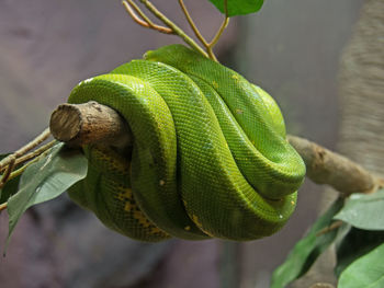 Close-up of green lizard