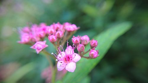 Close-up of pink flowers blooming outdoors