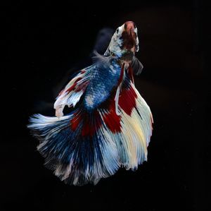 Close-up of fish underwater