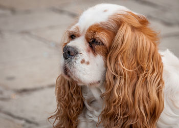 Close-up of spaniel dog sitting on street