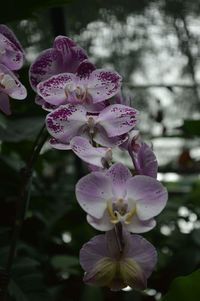 Close-up of pink flowers blooming on tree