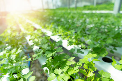 Close-up of plants growing on field